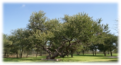 Hardekool tree